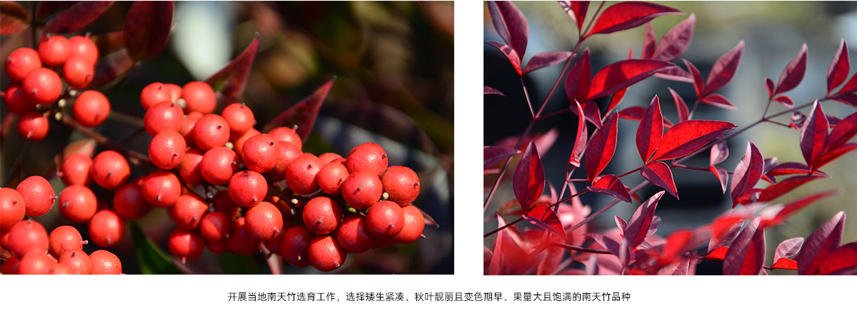 pg电子模拟器(中国)官方网站