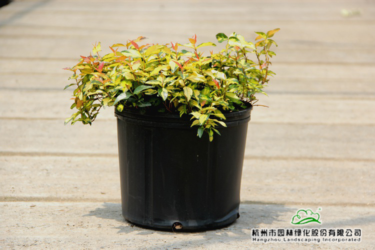 pg电子模拟器(中国)官方网站