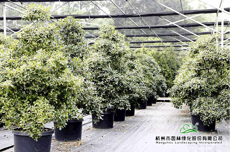 pg电子模拟器(中国)官方网站