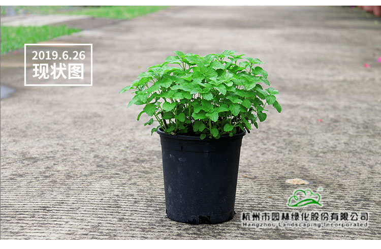 pg电子模拟器(中国)官方网站