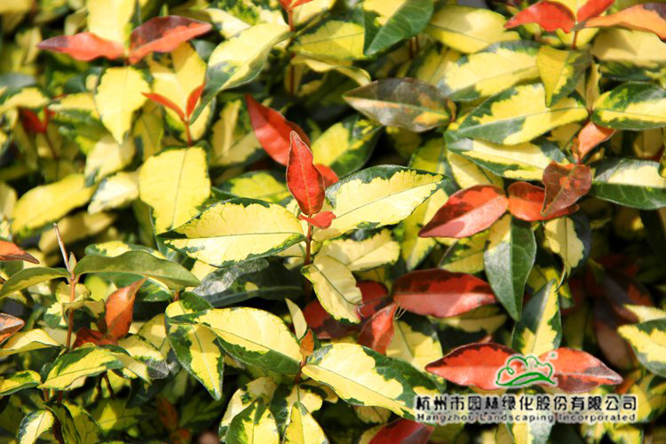 pg电子模拟器(中国)官方网站