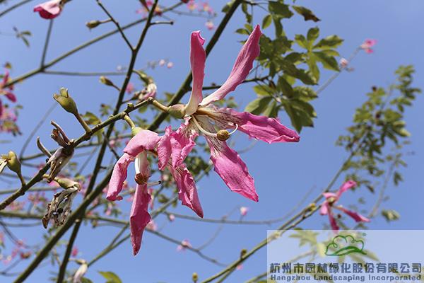 pg电子模拟器(中国)官方网站