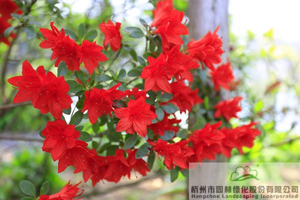 pg电子模拟器(中国)官方网站