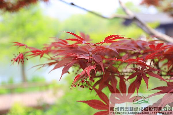 pg电子模拟器(中国)官方网站