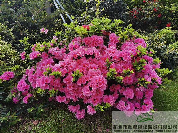 pg电子模拟器(中国)官方网站