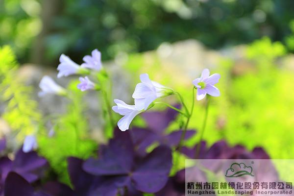pg电子模拟器(中国)官方网站