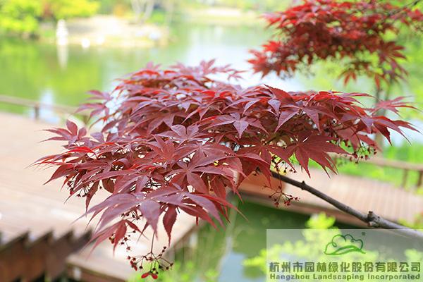 pg电子模拟器(中国)官方网站
