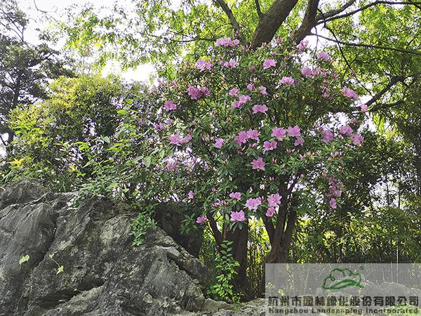 pg电子模拟器(中国)官方网站