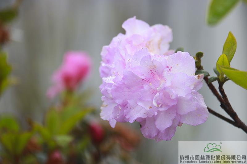 pg电子模拟器(中国)官方网站