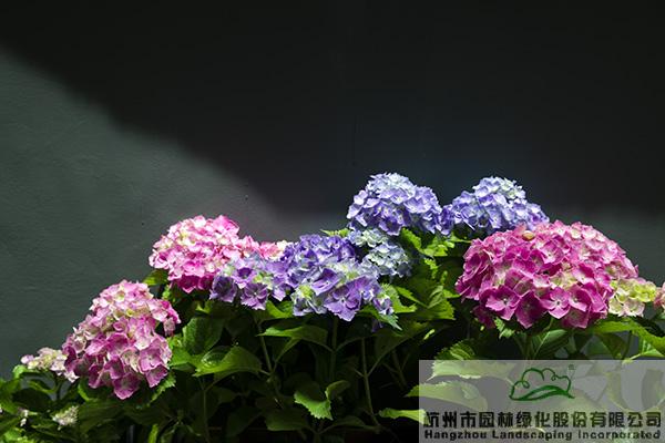 pg电子模拟器(中国)官方网站