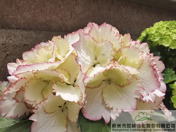 pg电子模拟器(中国)官方网站