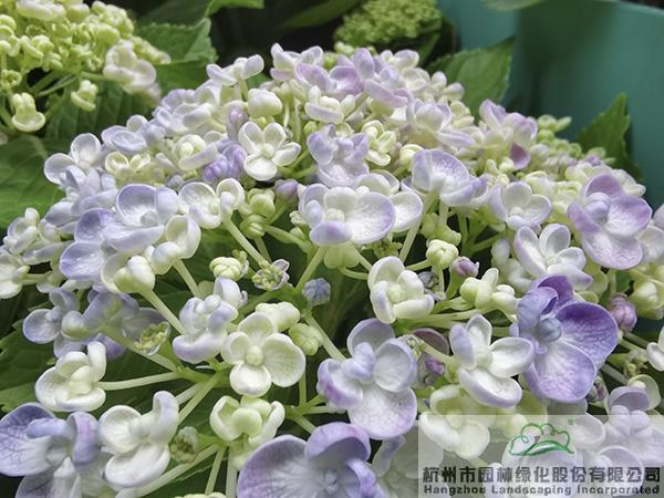 pg电子模拟器(中国)官方网站