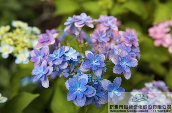 pg电子模拟器(中国)官方网站
