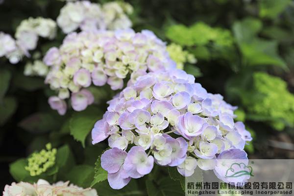 pg电子模拟器(中国)官方网站