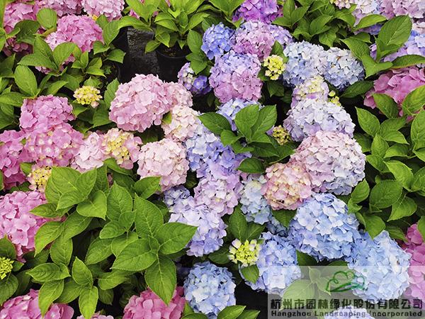 pg电子模拟器(中国)官方网站