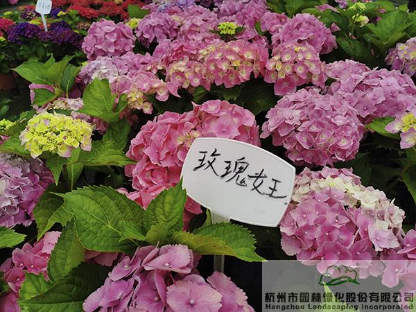 pg电子模拟器(中国)官方网站