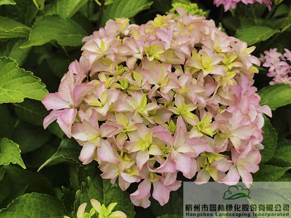 pg电子模拟器(中国)官方网站