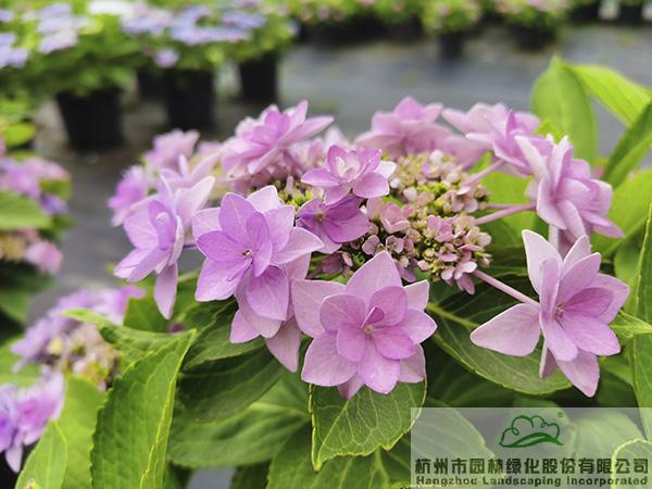 pg电子模拟器(中国)官方网站