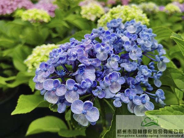 pg电子模拟器(中国)官方网站