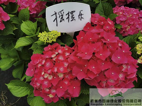 pg电子模拟器(中国)官方网站
