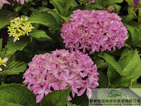 pg电子模拟器(中国)官方网站