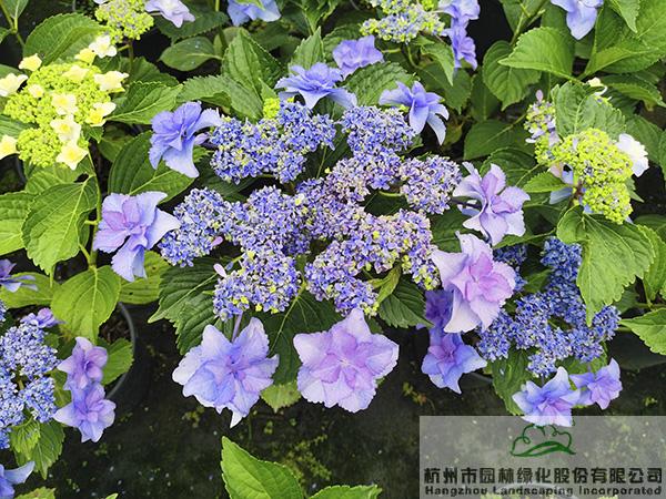 pg电子模拟器(中国)官方网站