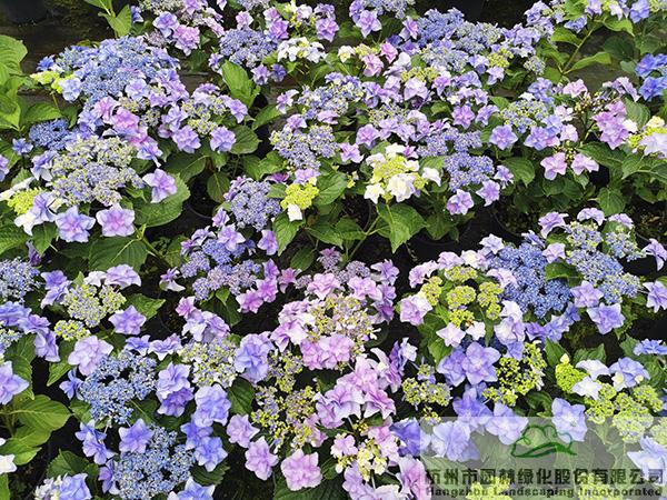 pg电子模拟器(中国)官方网站