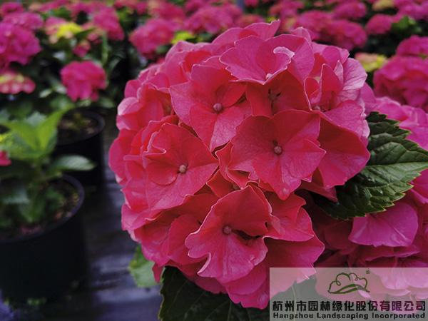 pg电子模拟器(中国)官方网站