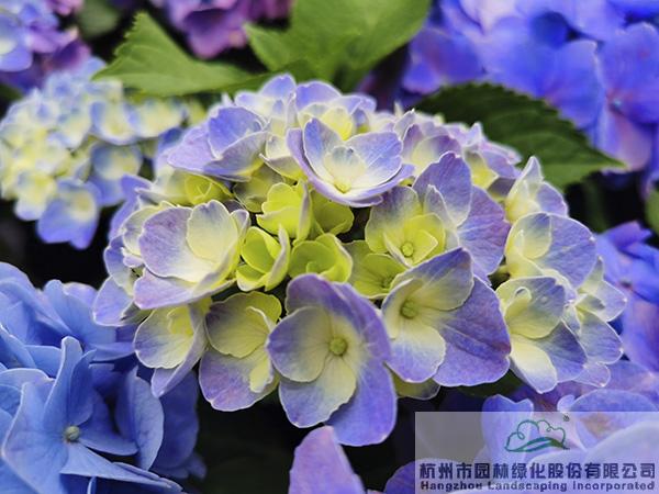 pg电子模拟器(中国)官方网站
