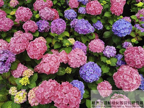 pg电子模拟器(中国)官方网站