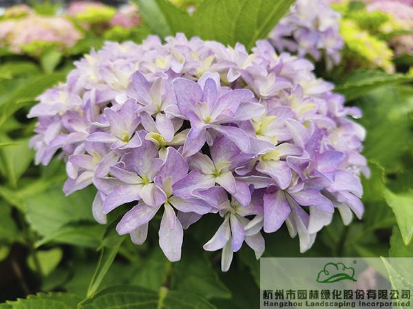 pg电子模拟器(中国)官方网站