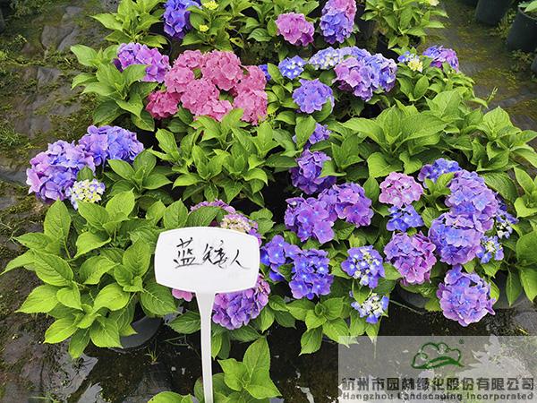 pg电子模拟器(中国)官方网站