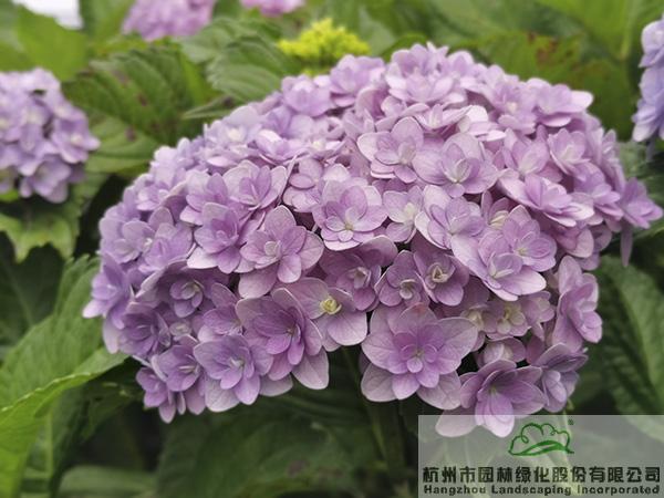 pg电子模拟器(中国)官方网站