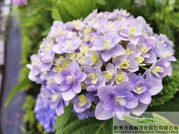 pg电子模拟器(中国)官方网站