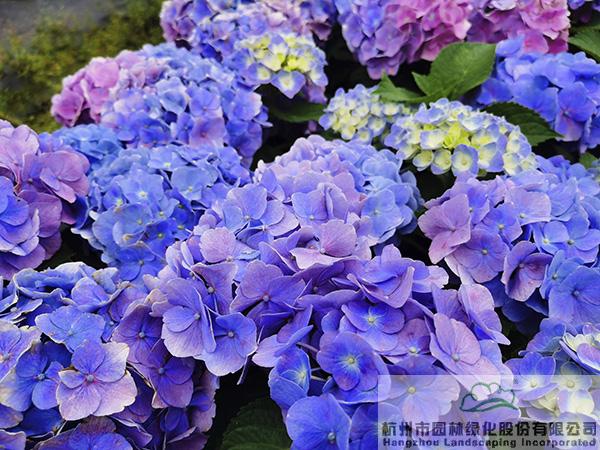 pg电子模拟器(中国)官方网站