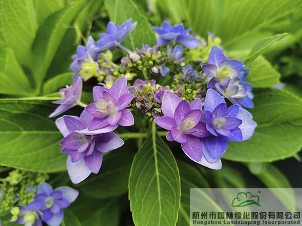 pg电子模拟器(中国)官方网站