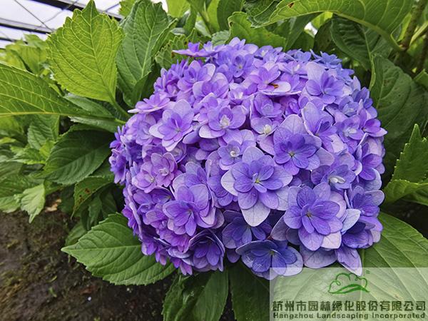 pg电子模拟器(中国)官方网站
