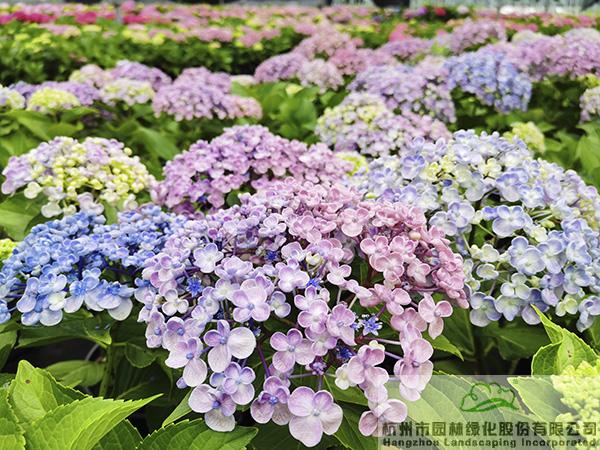 pg电子模拟器(中国)官方网站