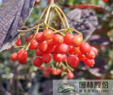 pg电子模拟器(中国)官方网站