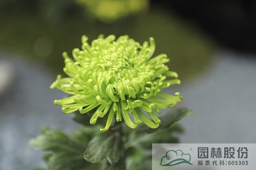 pg电子模拟器(中国)官方网站