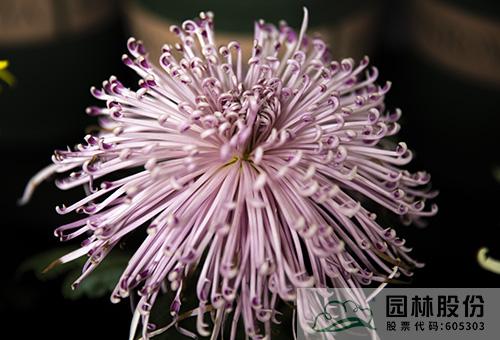 pg电子模拟器(中国)官方网站