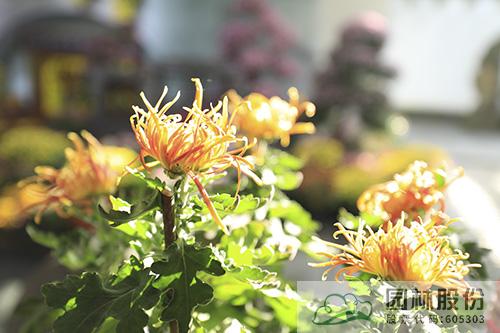pg电子模拟器(中国)官方网站