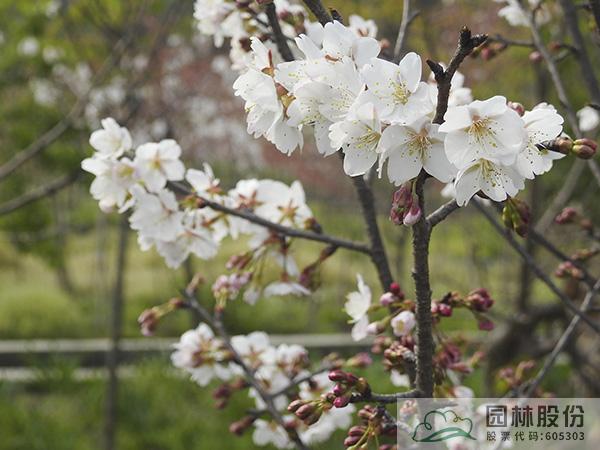 pg电子模拟器(中国)官方网站