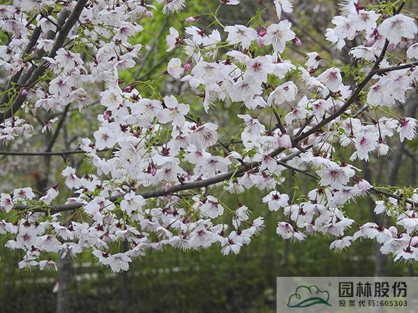 pg电子模拟器(中国)官方网站