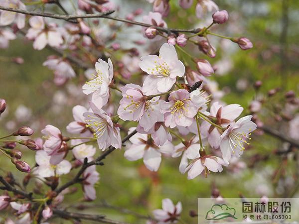 pg电子模拟器(中国)官方网站