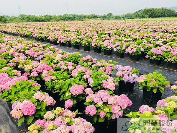 pg电子模拟器(中国)官方网站