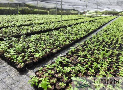pg电子模拟器(中国)官方网站