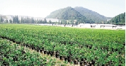pg电子模拟器(中国)官方网站