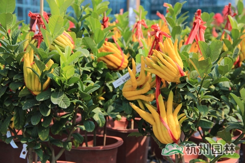 pg电子模拟器(中国)官方网站