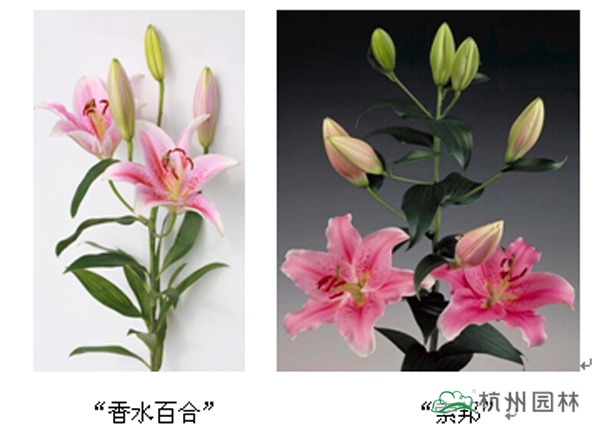 pg电子模拟器(中国)官方网站